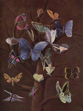 Mariposas