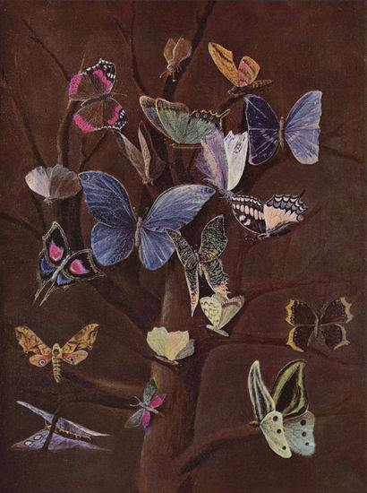 Mariposas 