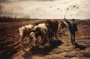 Ploughing Oxen