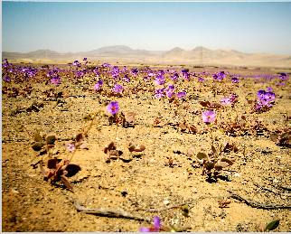 Flores Atacameñas Naturaleza Color (Digital)