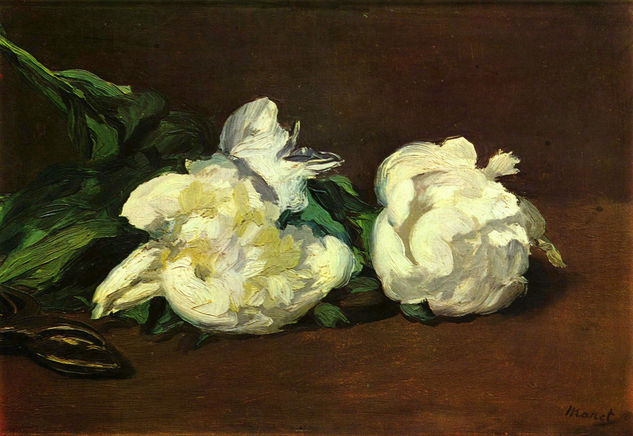 Still Life, White Peony Roses 