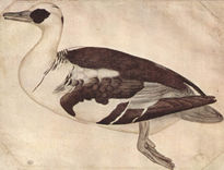 Pato