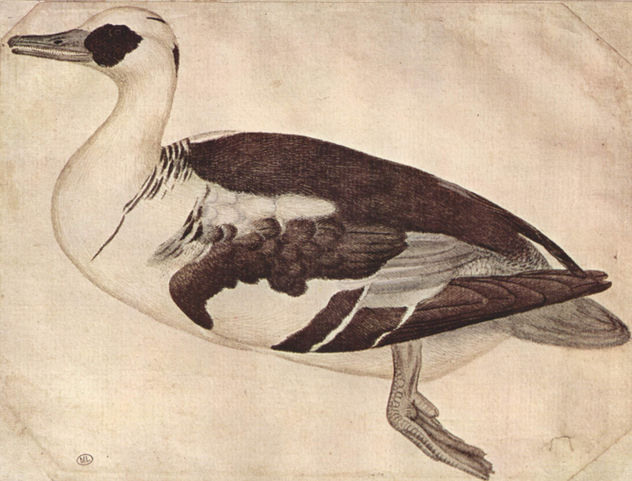 Pato