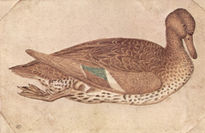 Pato