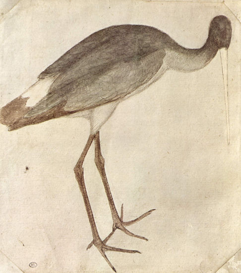 Stork 