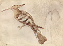 Pájaro