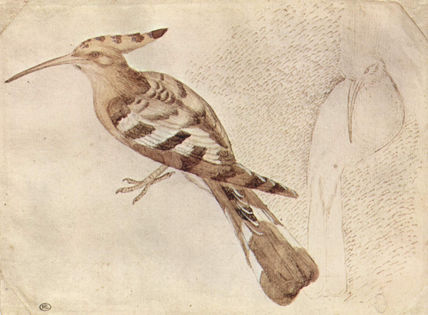 Pájaro