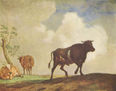 Toros y vacas