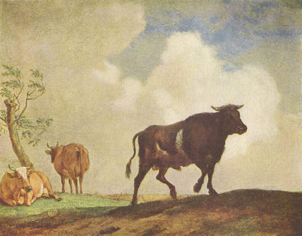 Toros y vacas