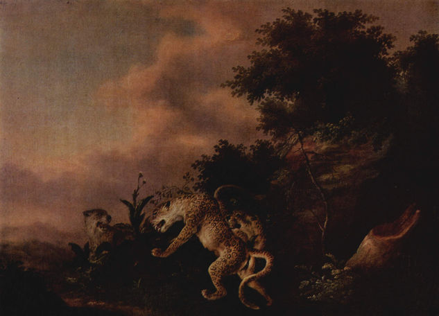 The leopards attack a wild boar. 