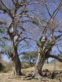 Arboles Enamorados