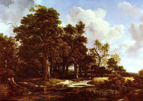 Forest Landscape