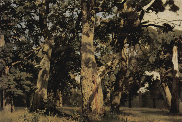 Oaks, Evening