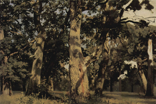 Oaks, Evening 