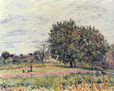 Walnut Trees at Sunset, Early October