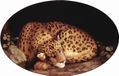 Leopard, Oval