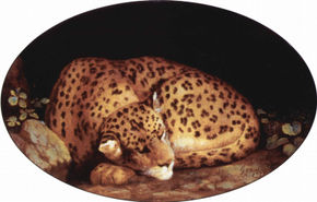 Leopard, Oval