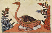 Book about Animals...