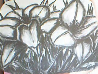 Lirios Charcoal