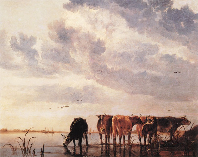 Cows 