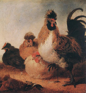 Rooster And Hens