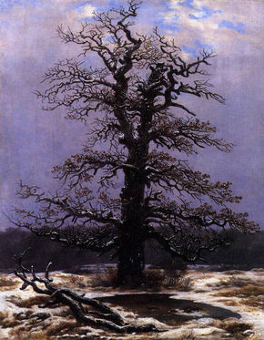 Oak In The Snow