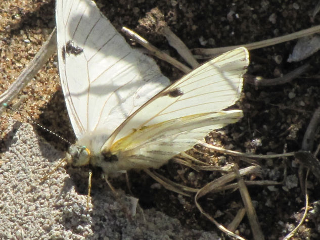 MARIPOSA BLANCA II - INSECTOS DE ARGENTINA Nature Color (Digital)