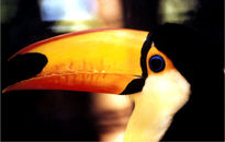 Tucan