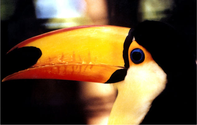 Tucan Naturaleza Color (Química)