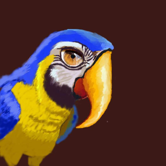 arara