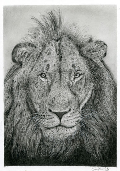 Rey León Graphite