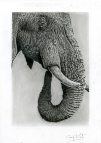 Elefante