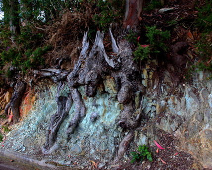 Raices