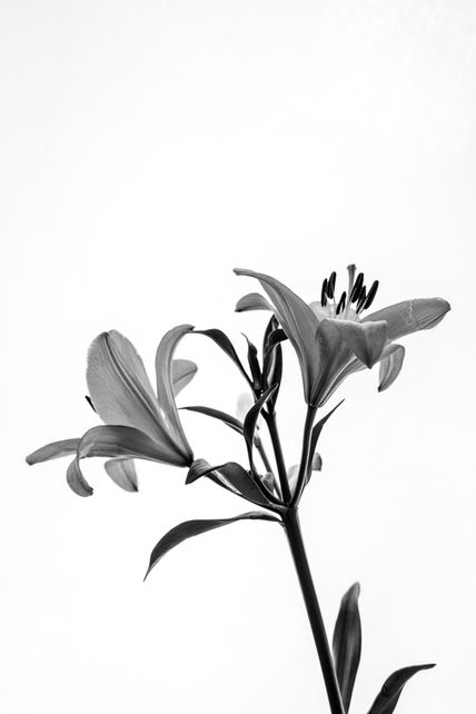 Lirio Blanco y Negro