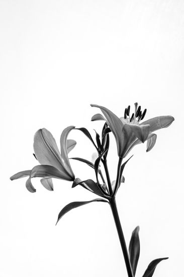 Lirio Blanco y Negro Still lifes Black and White (Digital)