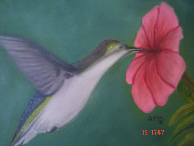 Colibrí Oil Canvas Animals