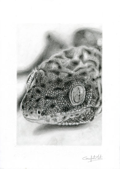 Gecko Leopardo Graphite