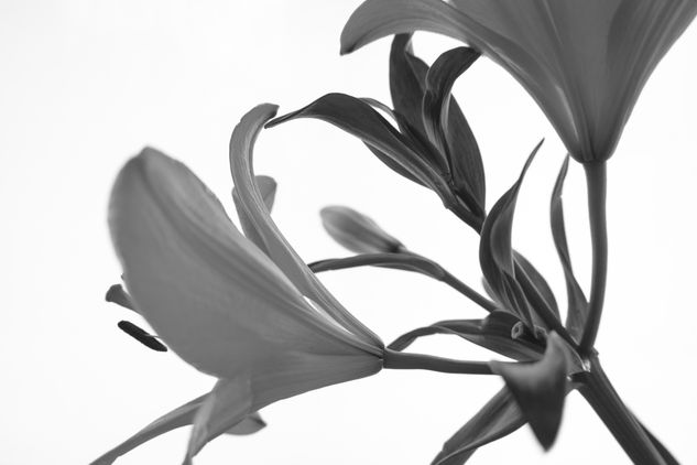 Flor BN Nature Black and White (Digital)