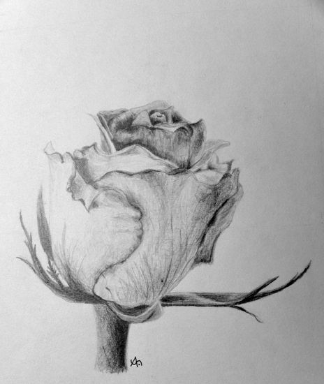 Rosa Graphite