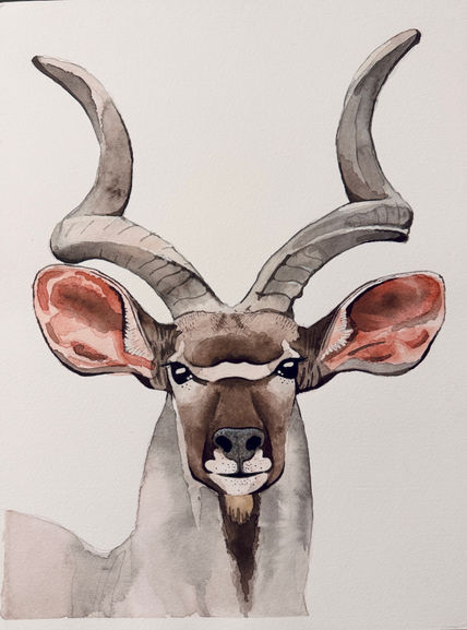 Kudu