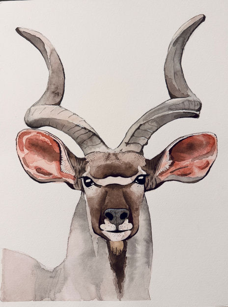 Kudu