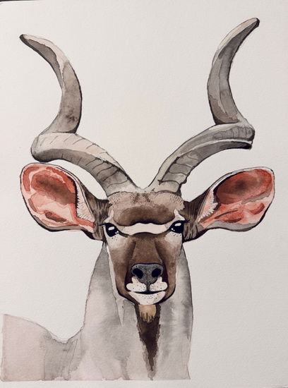 Kudu Acuarela Papel Animales