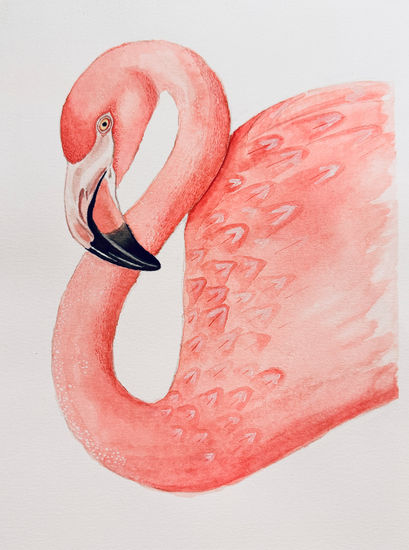 Flamenco rosado Acuarela Papel Animales