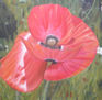 amapola