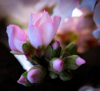 Flor de Almendro