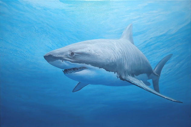 Tiburon blanco