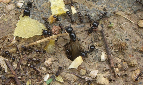 Insectos