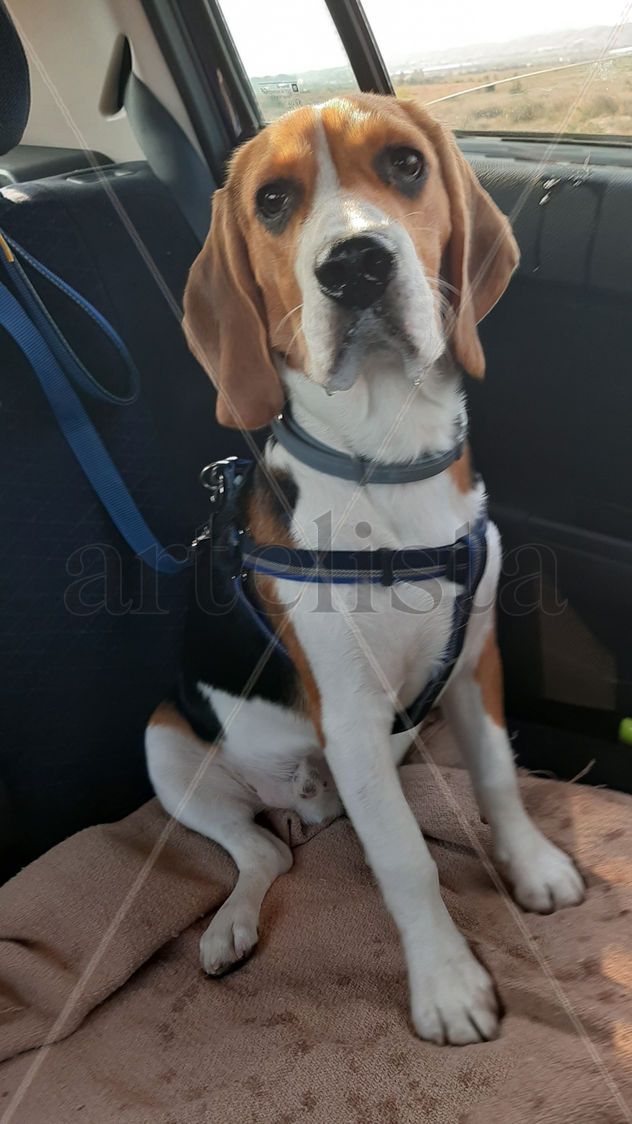auténtico beagle viaje animales coche preparado bonito perro