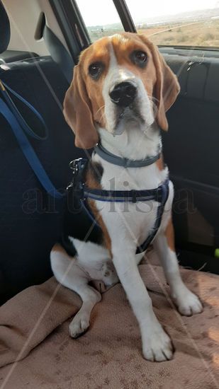auténtico beagle viaje animales coche preparado bonito perro Retrato Técnicas alternativas