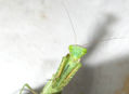 Mantis